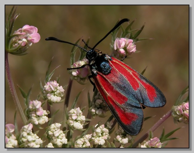 Zygaena erythrus e Polyommatus icarus femmina